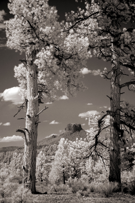 Mesa and Pines South of Canyon De'Chelly, AZ � Dave Hickey